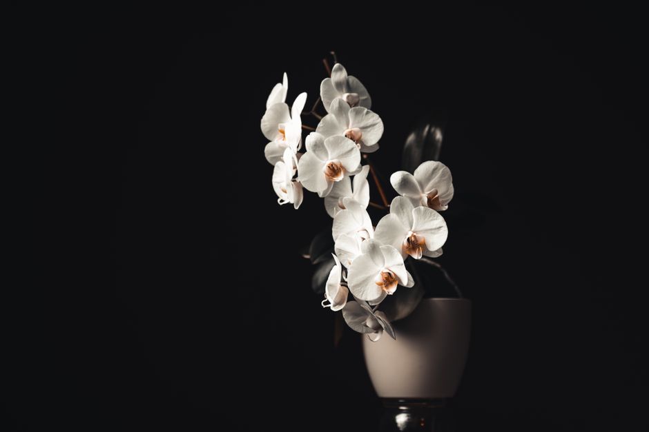 Orchidée exotique intégrée dans un arrangement artistique.