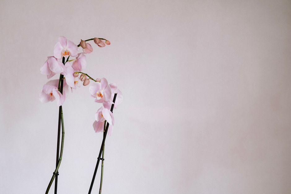 Variété d'orchidées embellissant une étagère