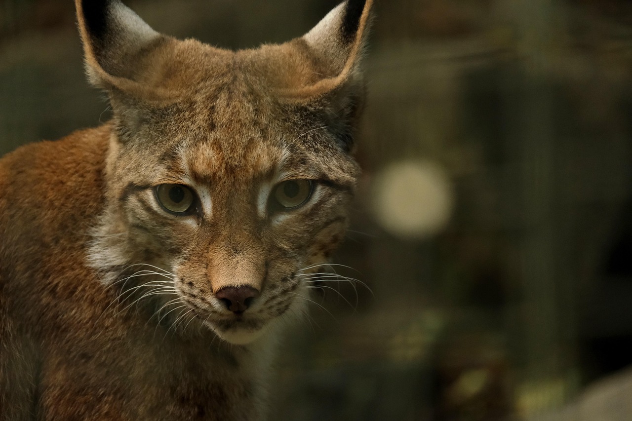 Lynx artistique comme point focal apaisant.